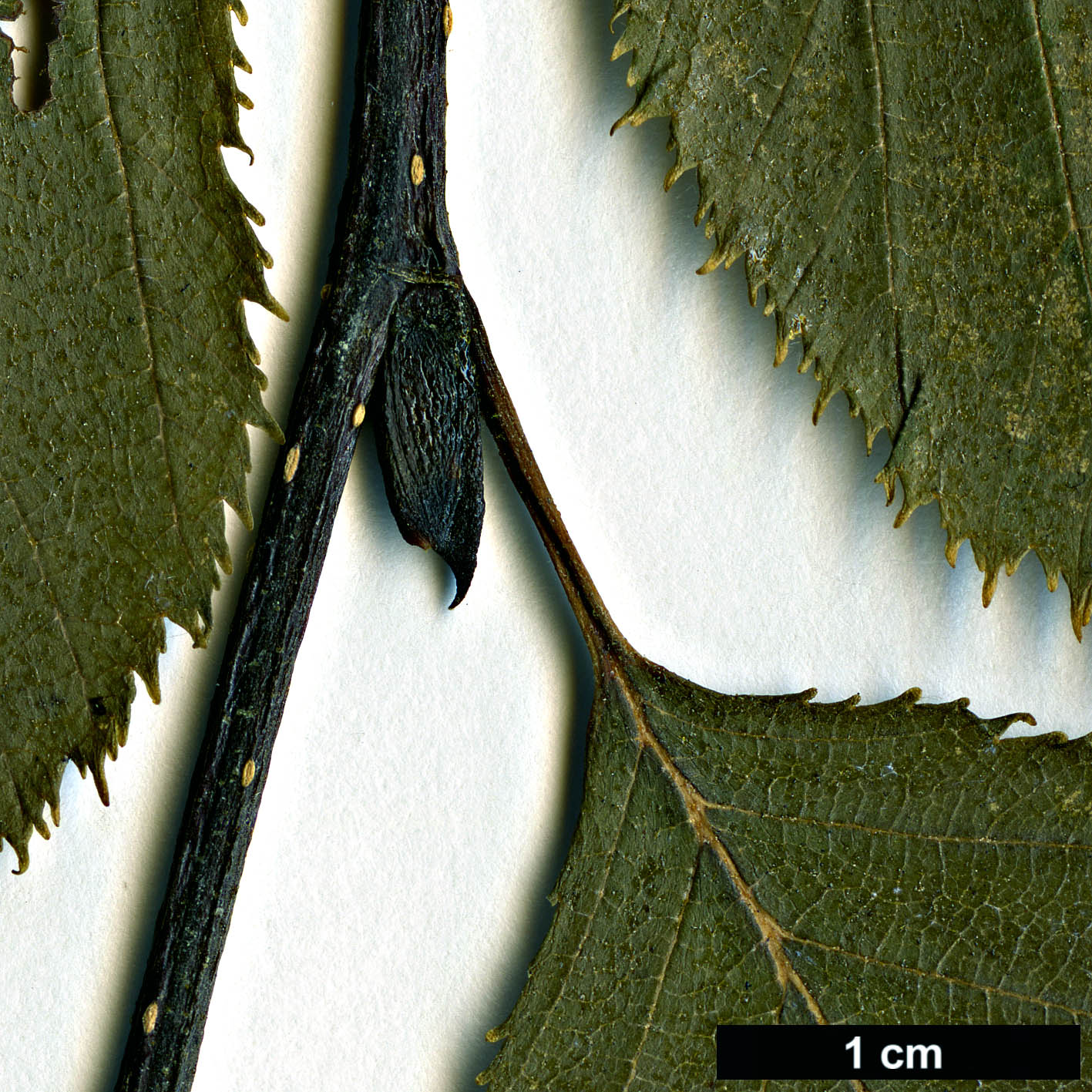 High resolution image: Family: Betulaceae - Genus: Alnus - Taxon: alnobetula - SpeciesSub: subsp. suaveolens